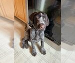 Small Photo #3 German Wirehaired Pointer Puppy For Sale in Anchorage, AK, USA