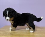 Small #2 Bernese Mountain Dog