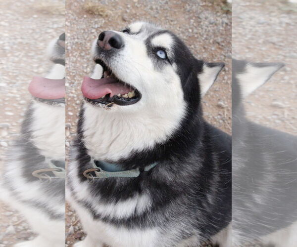 Medium Photo #11 Siberian Husky Puppy For Sale in Cedar Crest, NM, USA