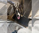 Small Photo #2 Huskies -Mastiff Mix Puppy For Sale in Pottstown, PA, USA