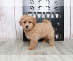Small Photo #5 Havachon-Poodle (Miniature) Mix Puppy For Sale in MARIETTA, GA, USA
