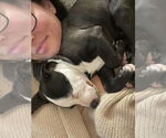 Small #27 American Pit Bull Terrier-Labrador Retriever Mix