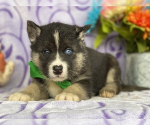 Labrador Retriever-Siberian Husky Mix Puppy for sale in LANCASTER, PA, USA