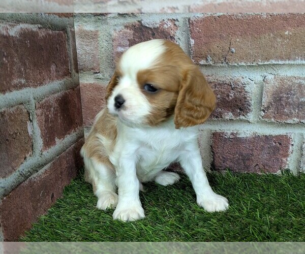 Medium Photo #13 Cavalier King Charles Spaniel Puppy For Sale in MOBERLY, MO, USA