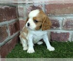 Small #12 Cavalier King Charles Spaniel