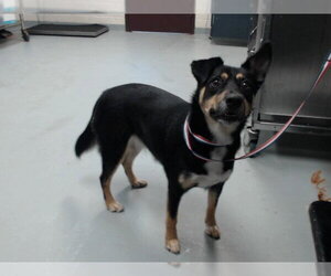 Gerberian Shepsky Dogs for adoption in Fayetteville, NC, USA