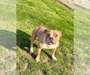 Mutt Dogs for adoption in Visalia, CA, USA