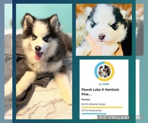 Father of the Pomsky puppies born on 03/11/2026