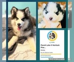 Small Photo #1 Pomsky Puppy For Sale in VENUS, PA, USA
