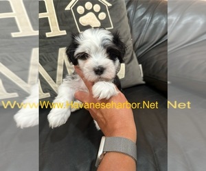 Havanese Puppy for sale in MBORO, TN, USA