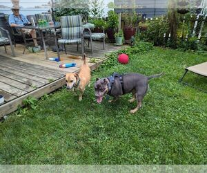Rudy - Male American Pit Bull Terrier Dog for Adoption - Photo #3