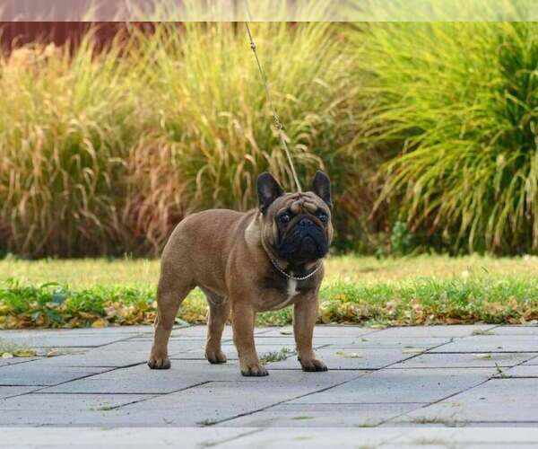 Medium Photo #1 French Bulldog Puppy For Sale in Budapest, Budapest, Hungary