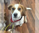 Small #4 Beagle