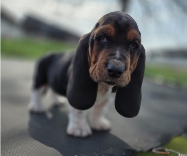 Medium Photo #62 Basset Hound Puppy For Sale in GREENLEAF, WI, USA