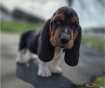 Small #1 Basset Hound
