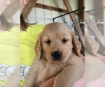 Small Photo #8 Golden Retriever Puppy For Sale in MOUNT CRAWFORD, VA, USA