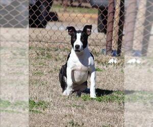 Mutt Dogs for adoption in Grovetown, GA, USA