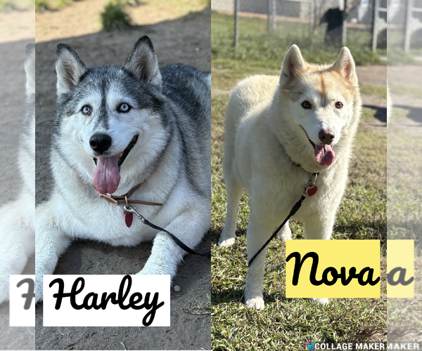 Medium Photo #1 Siberian Husky-Unknown Mix Puppy For Sale in Virginia Beach, VA, USA