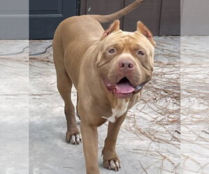Brutus - Male American Bulldog Dog for Adoption - Photo #4