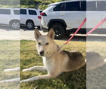 Small #12 Huskies  Mix