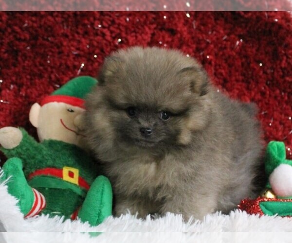 Medium Photo #1 Pomeranian Puppy For Sale in PEMBROKE PINES, FL, USA
