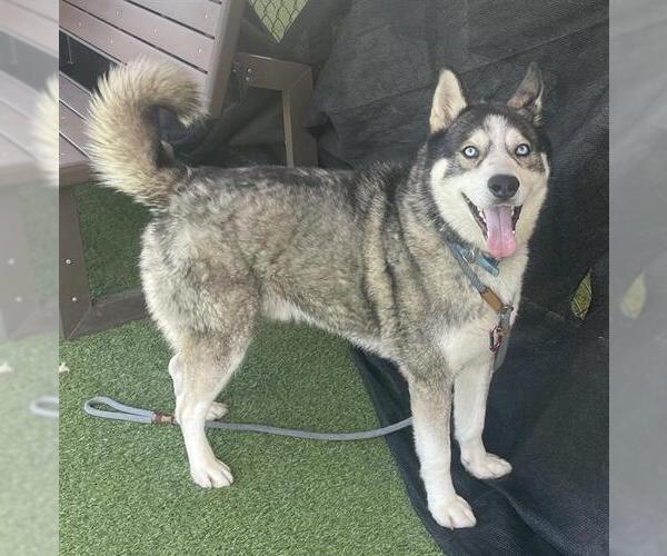 Medium Photo #1 Siberian Husky Puppy For Sale in Camarillo, CA, USA