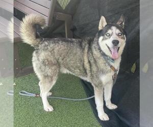 Siberian Husky Dogs for adoption in Camarillo, CA, USA