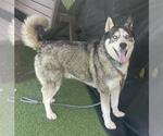 Small Siberian Husky