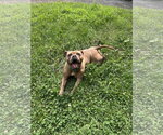 Small #6 American Bulldog Mix