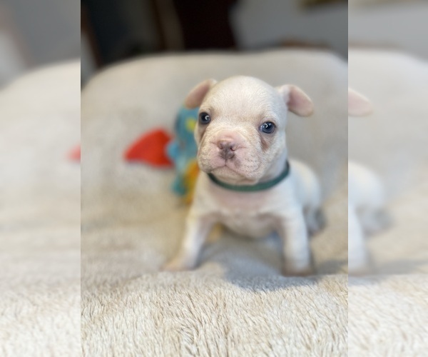 Medium Photo #7 Faux Frenchbo Bulldog Puppy For Sale in HOODSPORT, WA, USA