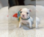 Small Photo #7 Faux Frenchbo Bulldog Puppy For Sale in HOODSPORT, WA, USA