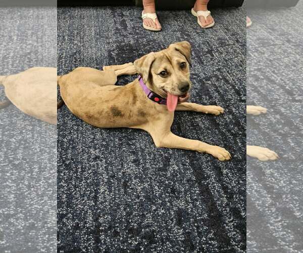 Medium Photo #5 Catahoula Leopard Dog-Unknown Mix Puppy For Sale in phoenix, AZ, USA