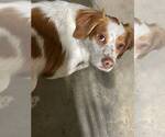 Small #6 Brittany Mix