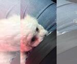 Small Photo #12 Bichon Frise Puppy For Sale in ATL, GA, USA