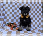 Small #4 Schnauzer (Miniature)