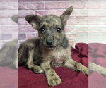 Small #6 Australian Shepherd Mix