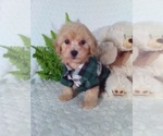 Small #6 Bichpoo