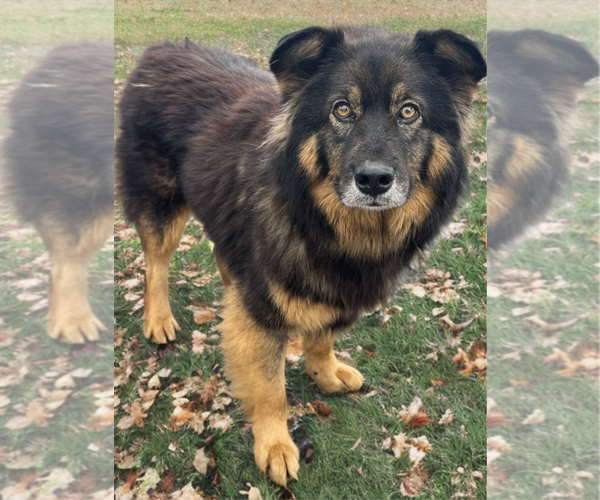Medium Photo #6 Australian Shepherd-Unknown Mix Puppy For Sale in Newport Beach, CA, USA