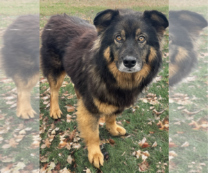 Martin - Male Australian Shepherd-Unknown Mix Dog for Adoption - Photo #6