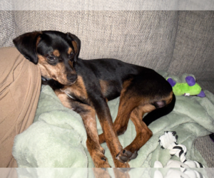 Mutt Dogs for adoption in Buffalo, MN, USA