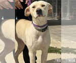 Small #1 Labrador Retriever-Retriever  Mix