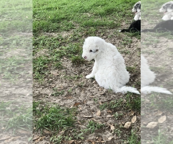 Medium Photo #4 Sheepadoodle Puppy For Sale in CRESTVIEW, FL, USA