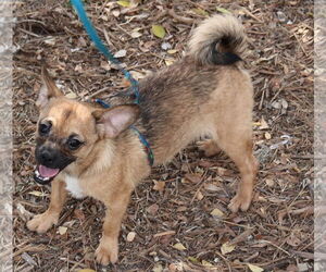 Chug Dogs for adoption in Bandera, TX, USA