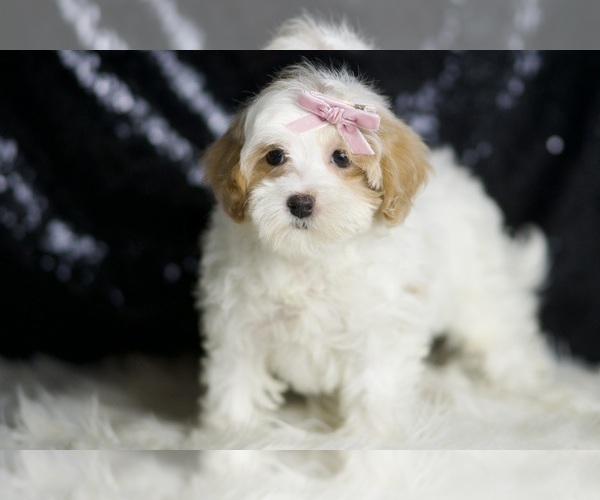 Medium Photo #2 Maltipoo Puppy For Sale in WARSAW, IN, USA