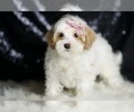 Small #1 Maltipoo