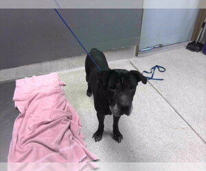American Staffordshire Terrier-Unknown Mix Dogs for adoption in Tallahassee, FL, USA