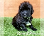 Small Photo #2 Whoodle Puppy For Sale in OVERGAARD, AZ, USA
