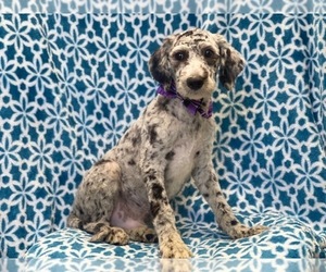 Old English Sheepdog-Poodle (Miniature) Mix Puppy for sale in LAKELAND, FL, USA