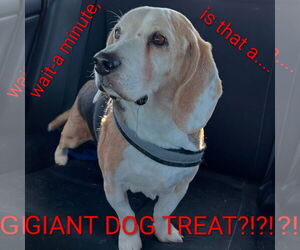 Solo-sweet senior! ADOPTED 6/7/26 - Male Beagle Dog for Adoption - Photo #3