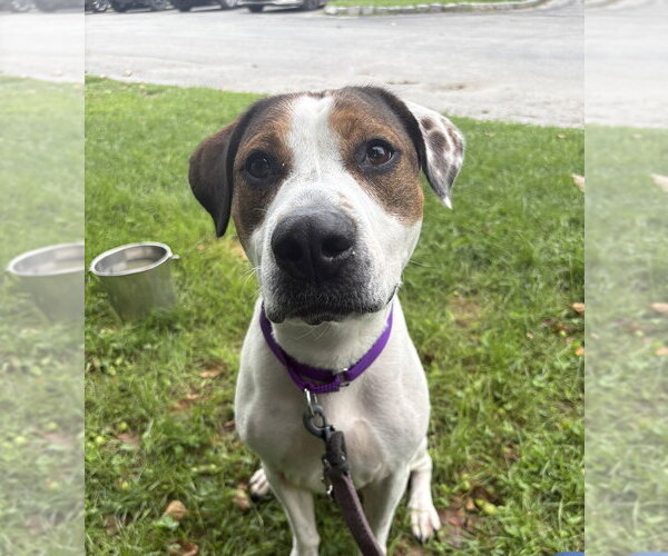 Medium Photo #1 Mutt Puppy For Sale in Elmsford, NY, USA